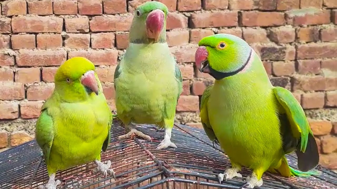 Parrots Talking On Cage YouTube