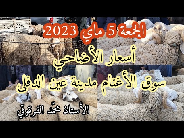 أسعار الأضحية من سوق الأغنام عين الدفلى الجمعة 5 ماي 2023