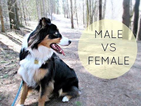 Puppy Series: Choosing a Male or Female Puppy