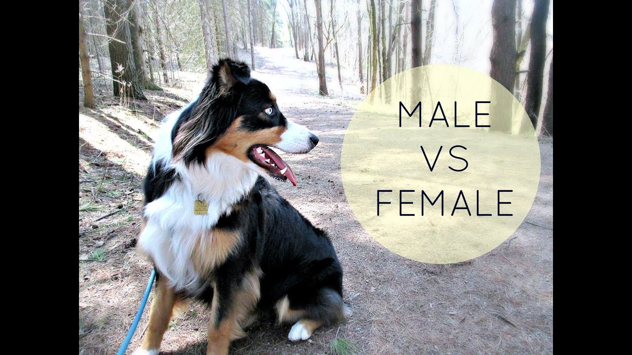 Are Male Or Female Collies Better?