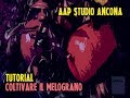 AAP Studio - Come coltivare il melograno - Principi di base e filiera