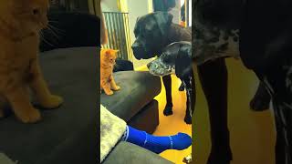 🤣Funny Animals 2026🤣Funny Cats Video🐱 part-228 #funnyanimals #funnyvideo #funnycats