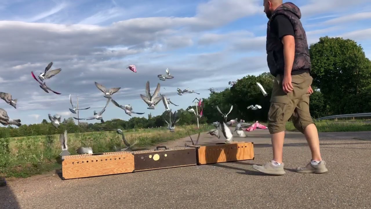 تخريج وتدريب افراخ الزاجل 2023 مسافة 10 km🐣🐣💪