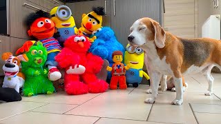 Funny Dogs Surprised with Puppets : Beagles Louie & Marie