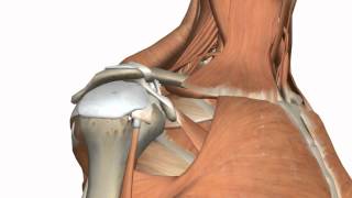 Shoulder Joint -  Glenohumeral Joint - 3D Anatomy Tutorial
