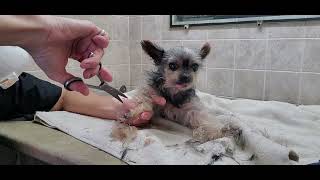 How to groom a Yorkshire Terrier dog breed, lame, special techniques, full grooming transformation