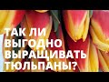 Насколько выгодно выращивать тюльпаны