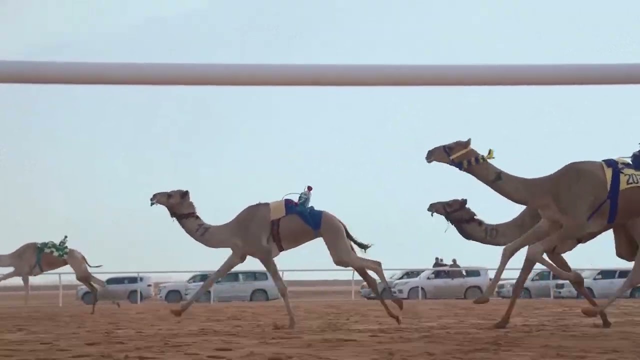 MONACO | Paul Pogba invests in Saudi Arabian camel racing team