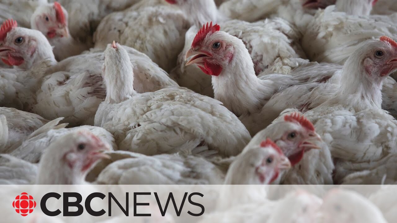 After 2 avian flu cases in humans, U.S. officials warns states to arrange for more