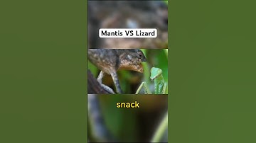 Praying Mantis VS Lizard. Who will win this Pokemon battle? #shorts #pokemon #nature