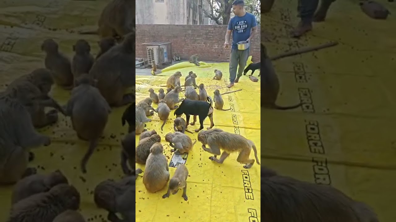 Bharat Mata Premi is live!