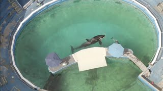 Is Miami Seaquarium's beloved Lolita now on 24hour watch because of health decline?