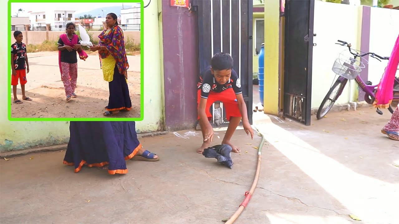 ஆசையா வாங்கிட்டு வந்த இரண்டு புறாவையும் இப்படி பறக்க விட்டுட்டாங்களே... |New Pigeon |Mrs.Abi 2.0