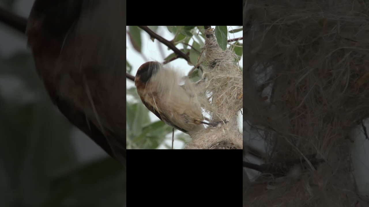 Penduline tit steal material from someone else`s nest. 