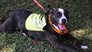 Alachua County Take 5 - Animal Services