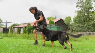 K9 Zorro - Family Protector