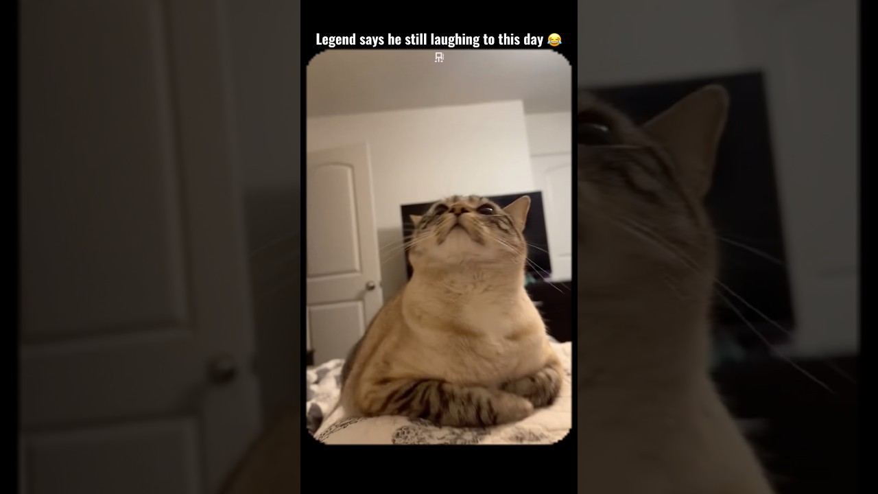 The cat was not prepared for that laugh 😂 #hopecore #hopeless #funny