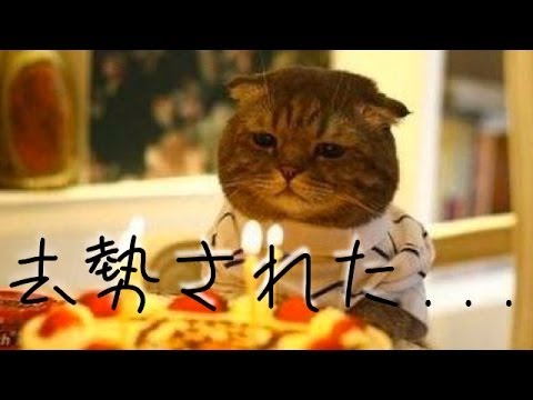  寝てる間に去勢手術された猫がそれに気づいた時の表情