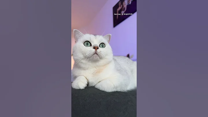 Watch the video about Mornings with Zeus #cat #cofee #sunshine #perfect #morning #love #bsh #london #beauties