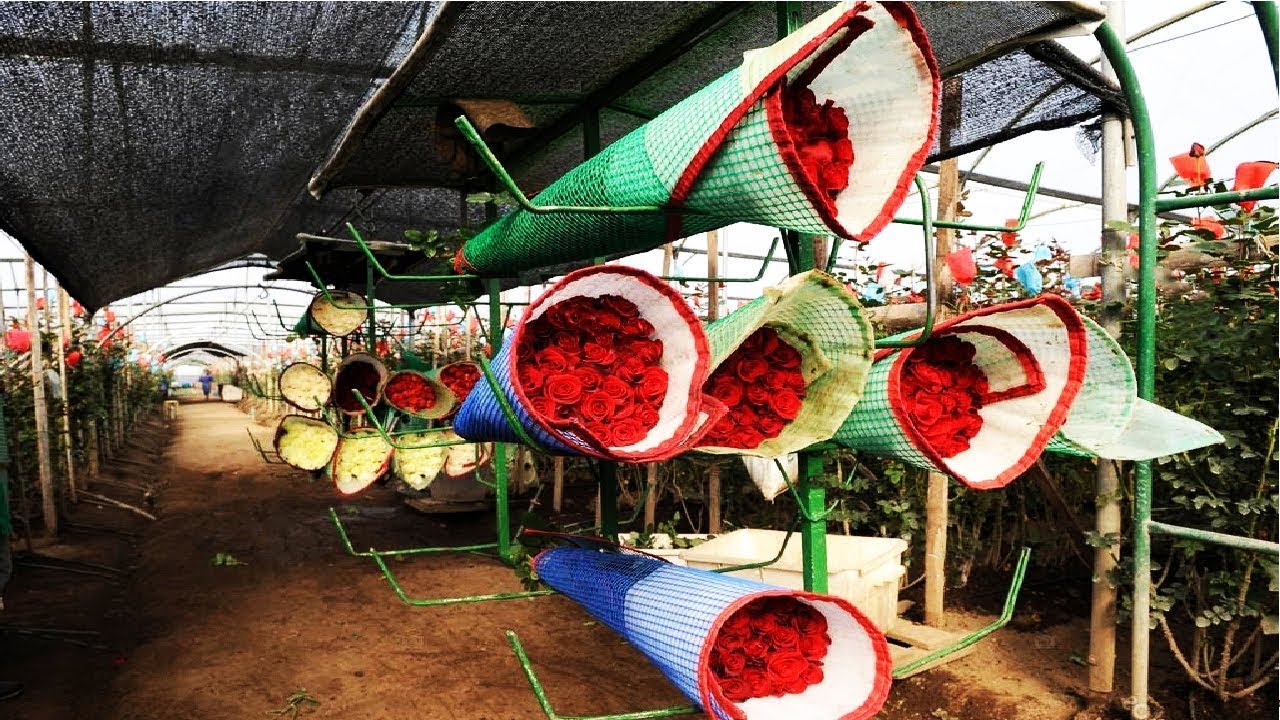 Best Rose Farming In Greenhouse - Planting and Growing Roses - Roses Harvesting