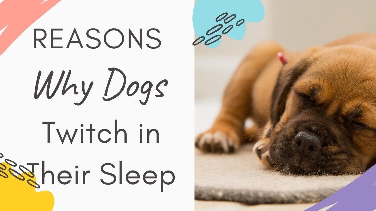 Why Does My Dog Twitch in His Sleep (Reasons why dogs twitch in their sleep Explained)