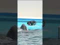 ラビーちゃんと匠トレーナーさん、仲良く水掛合い、#shorts