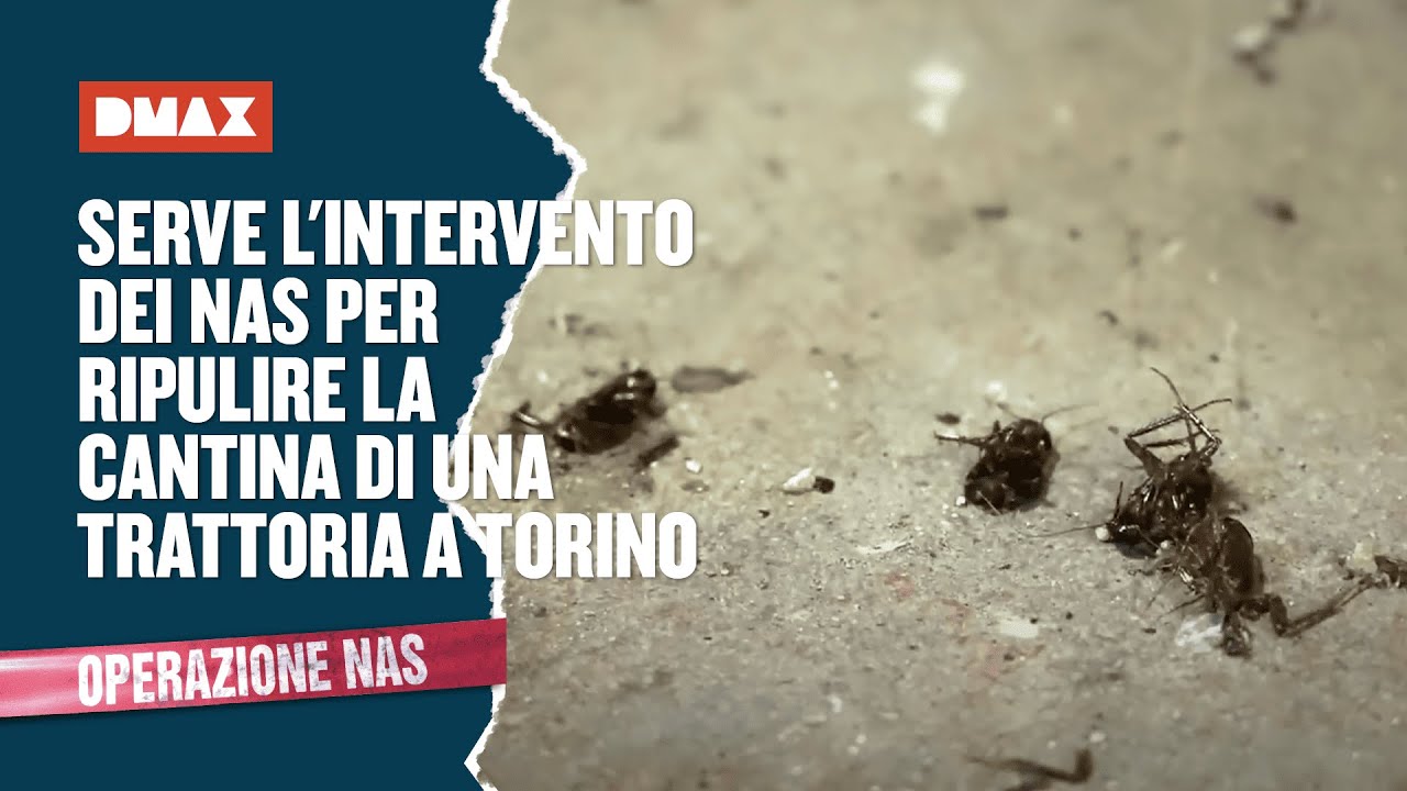 Serve l'intervento dei NAS per ripulire la cantina di una trattoria a Torino | Operazione NAS