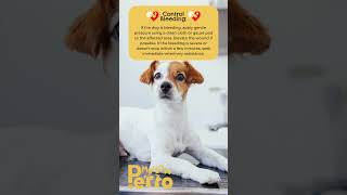 First Aid for Dog Wounds: Stop the Bleeding
