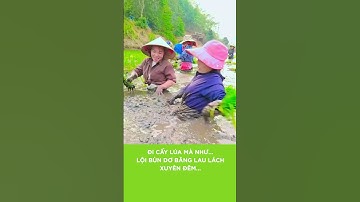 ĐI CẤY LÚA MÀ NHƯ ĐI TẮM BÙN | Nhà 2 Lúa #shorts #caylua #tambun #taybac #haihuoc #vuinhon #giaitri