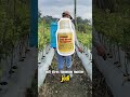 Trichoderma Bantu Tanah, Tapi Ini Penyelamat Saat Tanaman Stres