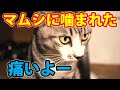 【痛いよー】足をマムシに噛まれた猫