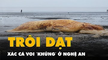 Vất vả xử lý xác cá voi 