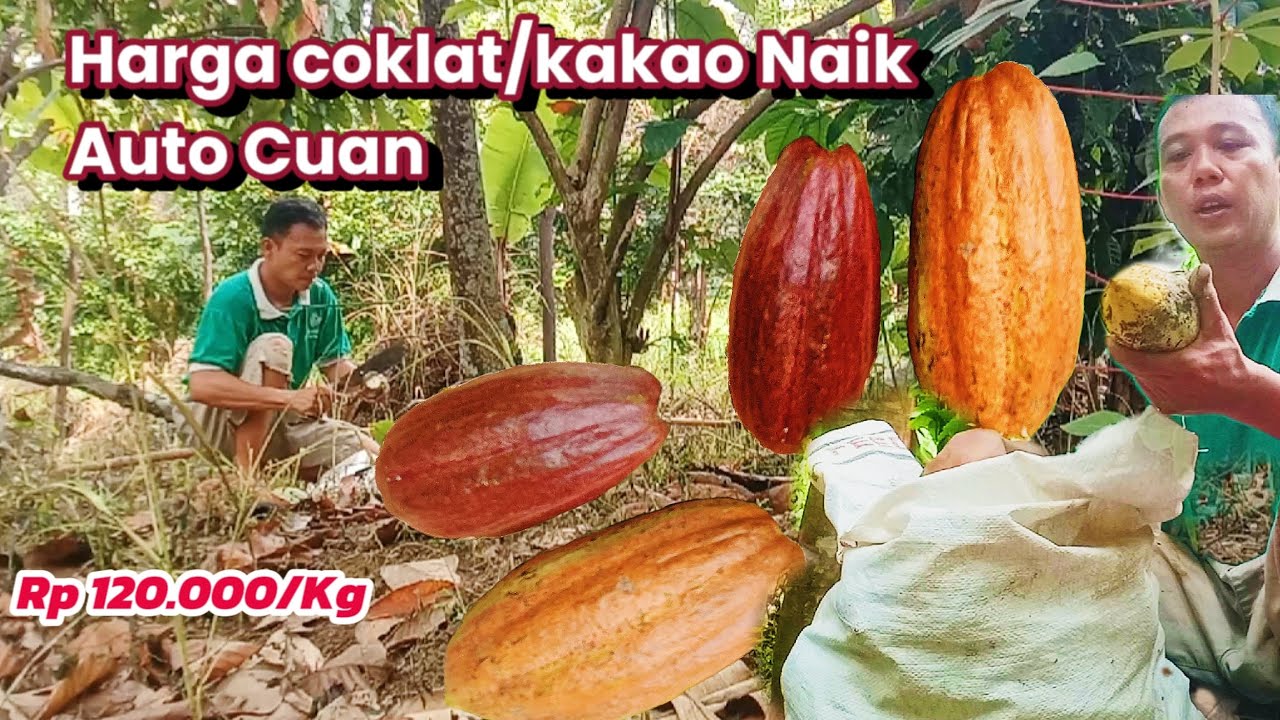 Panen coklat/kakao di Harga Rp 120.000 per kilo