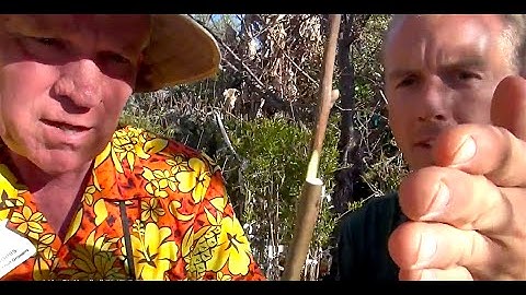 How to GRAFT a FRUIT TREE - Persimmon - part 3 of 3