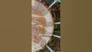 Systemic Tree Injection: A Cleaner, Smarter Way to Protect Trees