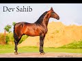 marwari stallion Dev Sahib