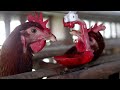 Pemberian Vaksin ND IB ulang ayam-ayam petelur masa produksi