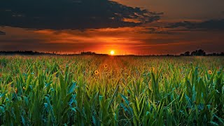 🕊️ “Relax & Recharge with Soothing Nature Sounds”🌸 Nature’s Melody for Peaceful Mind & Stress Relief
