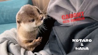 慣れた手つきでスマホ盗んで怒られるカワウソ　Otter Steals My Smartphone