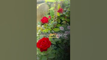 #استغفروا_الله #اكسبلور #لايك #راحة_نفسية #سعدالغامدي #سورة_الفتح #حالات_واتس #duet #قرآن