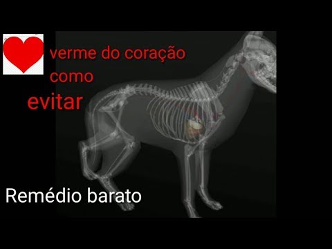 Vídeo: Qual é o melhor remédio para dirofilariose para cães?