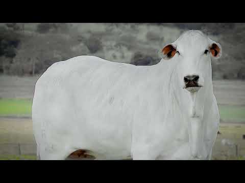 LOTE 38   SOVIETICA FIV MACHADINHO   DIM A3425 zap