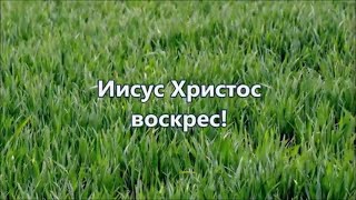 Иисус Христос воскрес! Милани Лисицина. Плюс с текстом