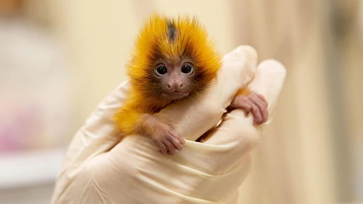We've successfully hand-reared golden lion tamarin...