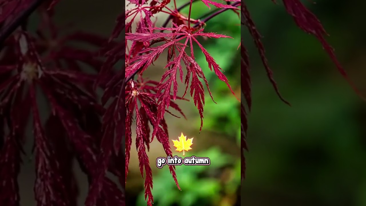 🍁 TUTU MANY PLANTS! WE'RE AUCTIONING THIS! 🔨