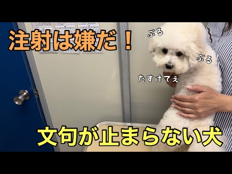 注射が嫌で文句も攻撃も止まらないしオナラも出ちゃうビションプー【しゃべる犬】