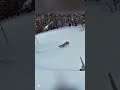 Охота на зайца в дикой природе | Меткий выстрел072#охотаназайца#охота#заяц#hunting#rabbithunting