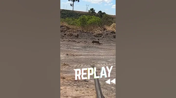 Кабан не успел убежать — точный выстрел! 🎯🐗 #huntingshorts