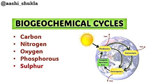 Biogeochemical Cycles | Carbon, Nitrogen, Oxygen, Sulphur | Unit 2 | Environmental Chemistry