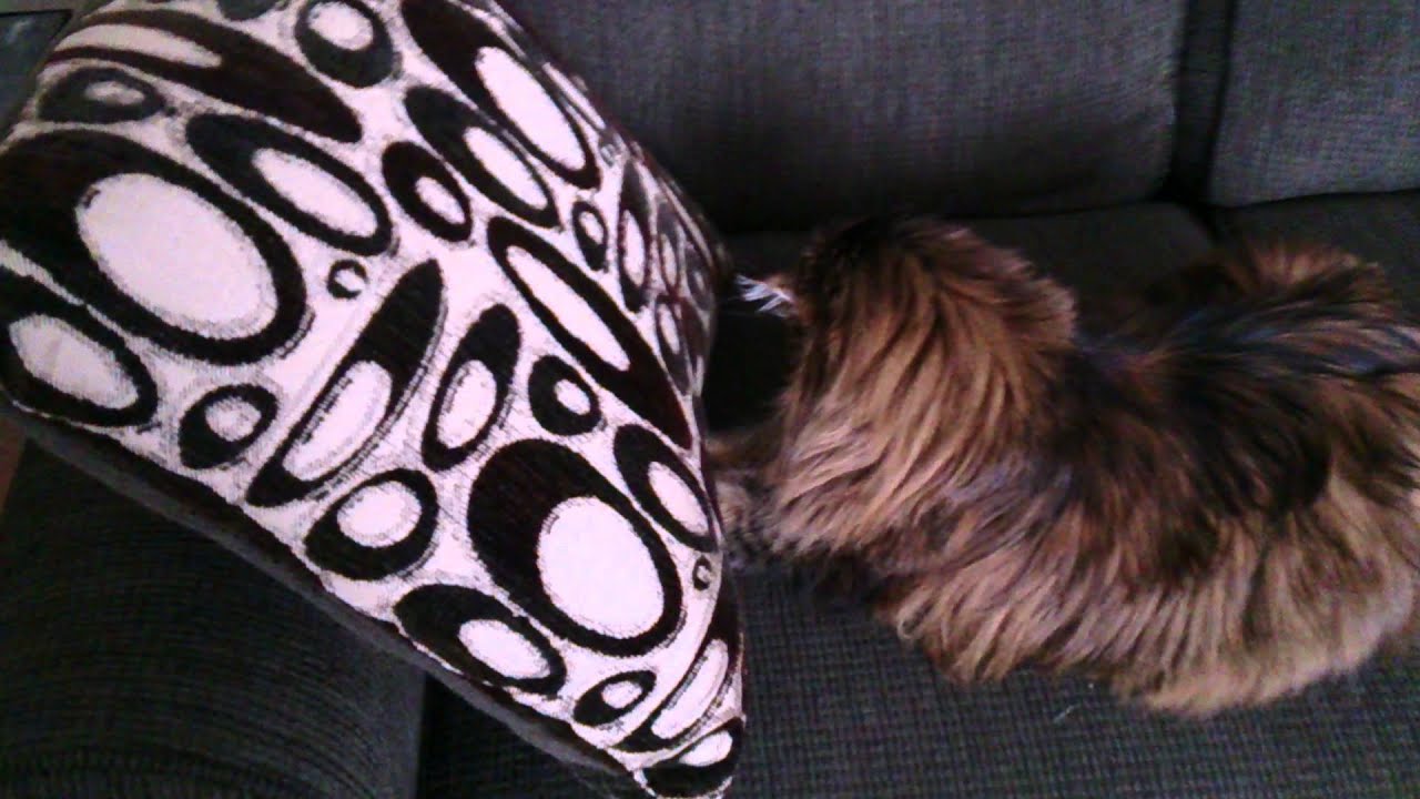 Cat face plants YouTube